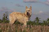 BOUVIER DES ARDENNES 210